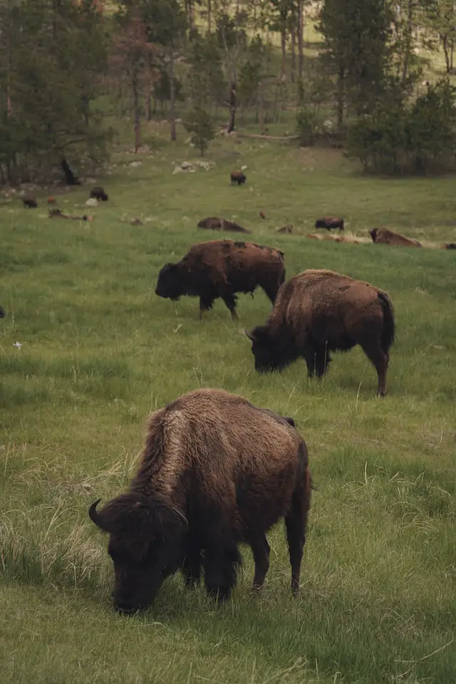 The plural of buffalo is buffaloes or buffalo